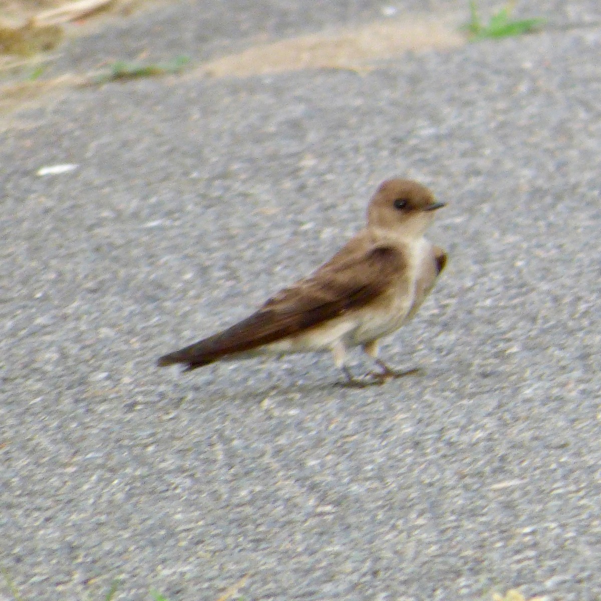 Golondrina Aserrada - ML103053991