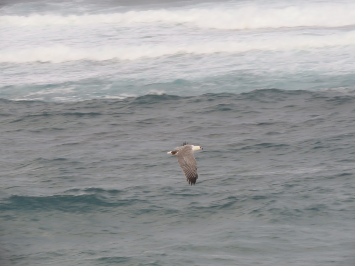 White-bellied Sea-Eagle - ML103056351