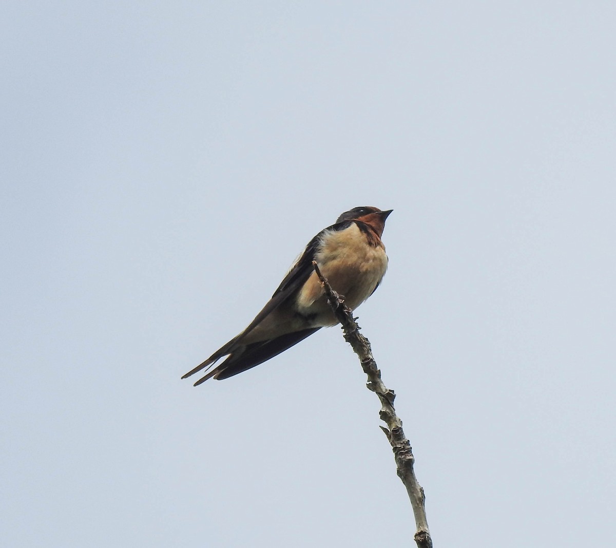 Barn Swallow - ML103056471