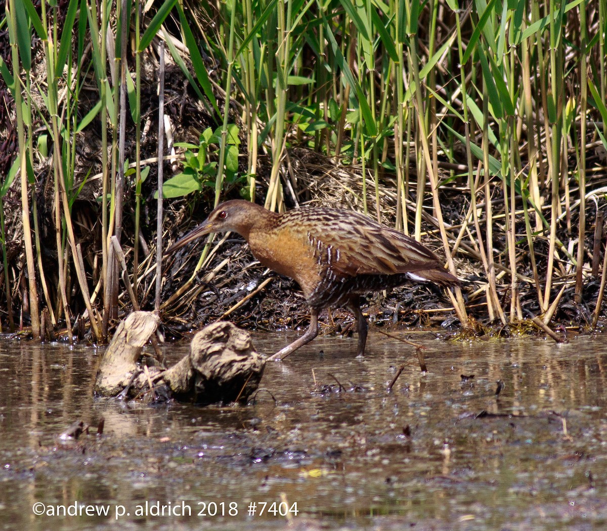 King Rail - andrew aldrich