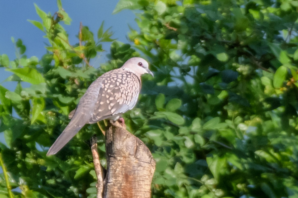 珠頸斑鳩 - ML103057241