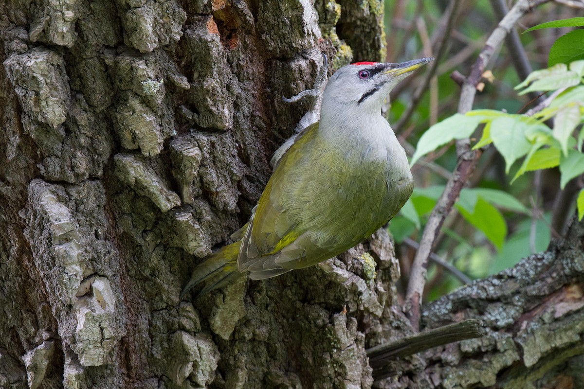 Gray-headed Woodpecker - Kristof Zyskowski