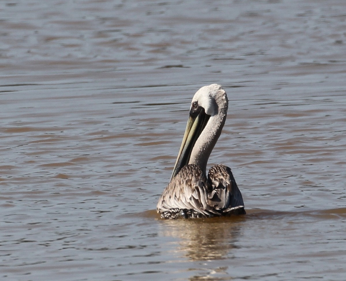 Brown Pelican - ML103058181