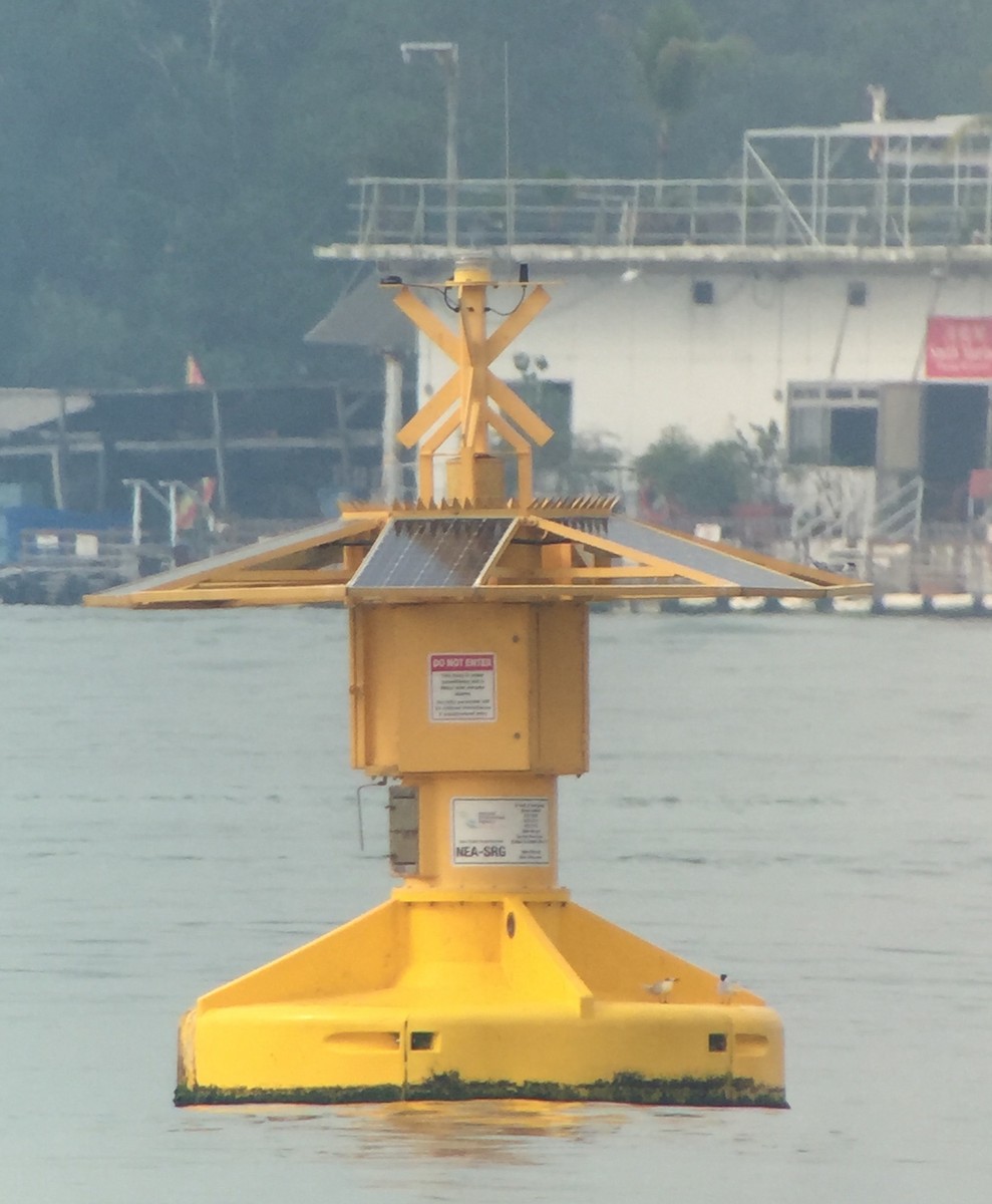 Black-naped Tern - Martin Kennewell