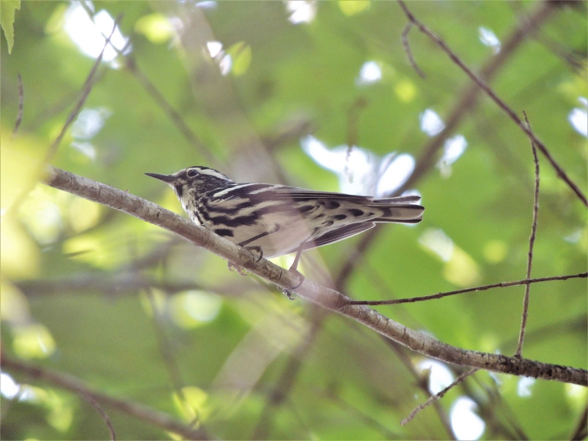 Black-and-white Warbler - ML103059511