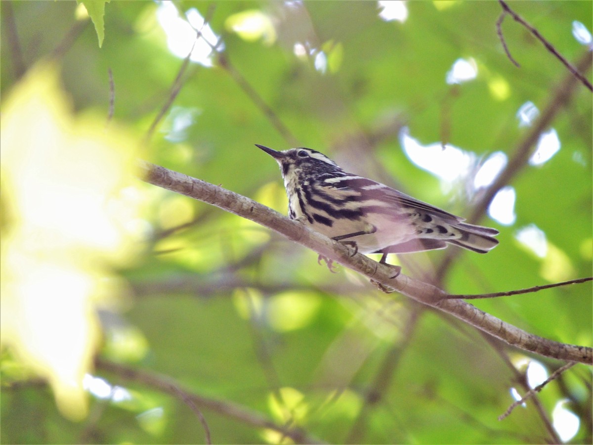 Black-and-white Warbler - ML103059521