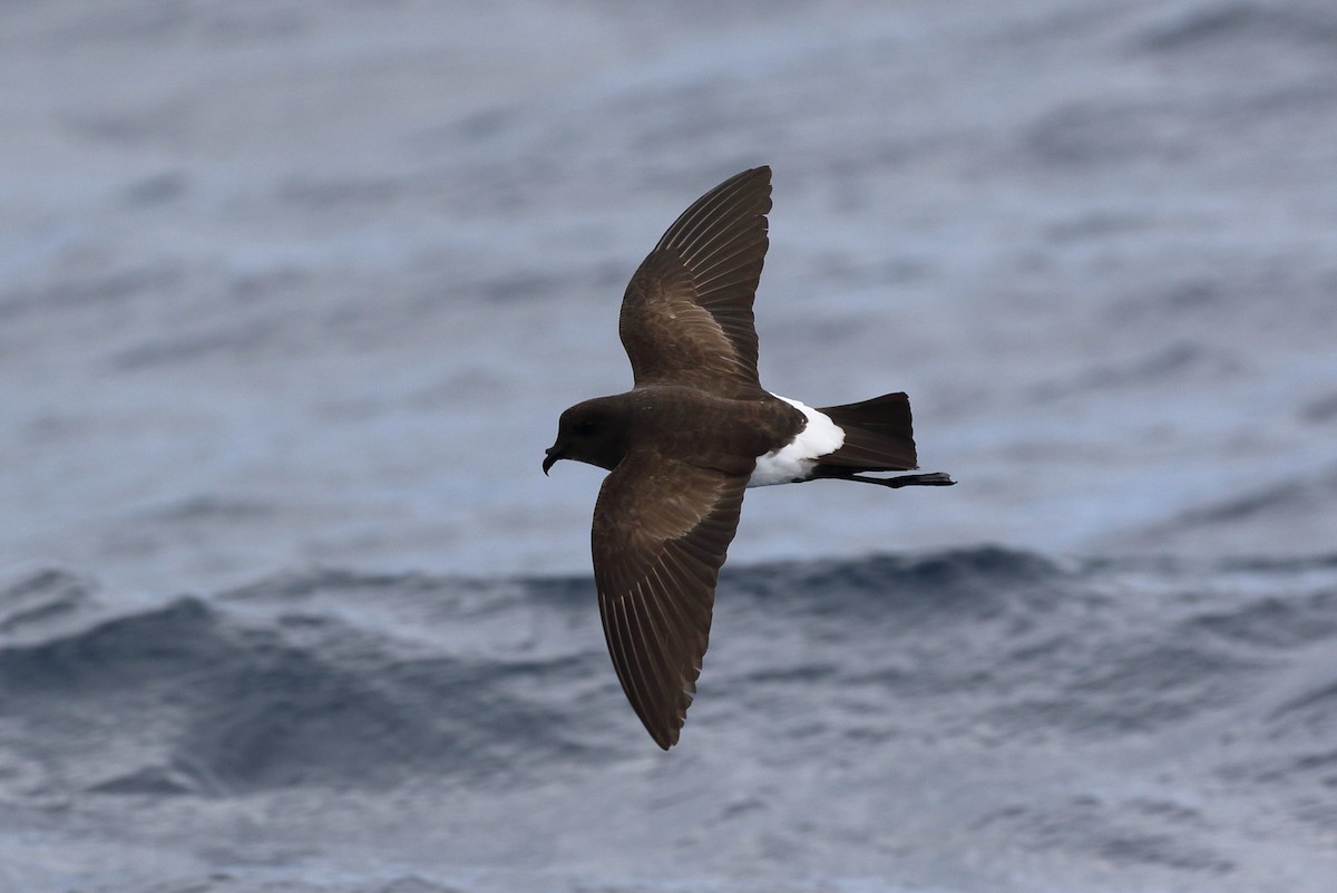 Black-bellied Storm-Petrel - ML103059551