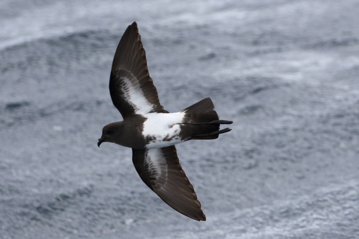 Black-bellied Storm-Petrel - ML103059561