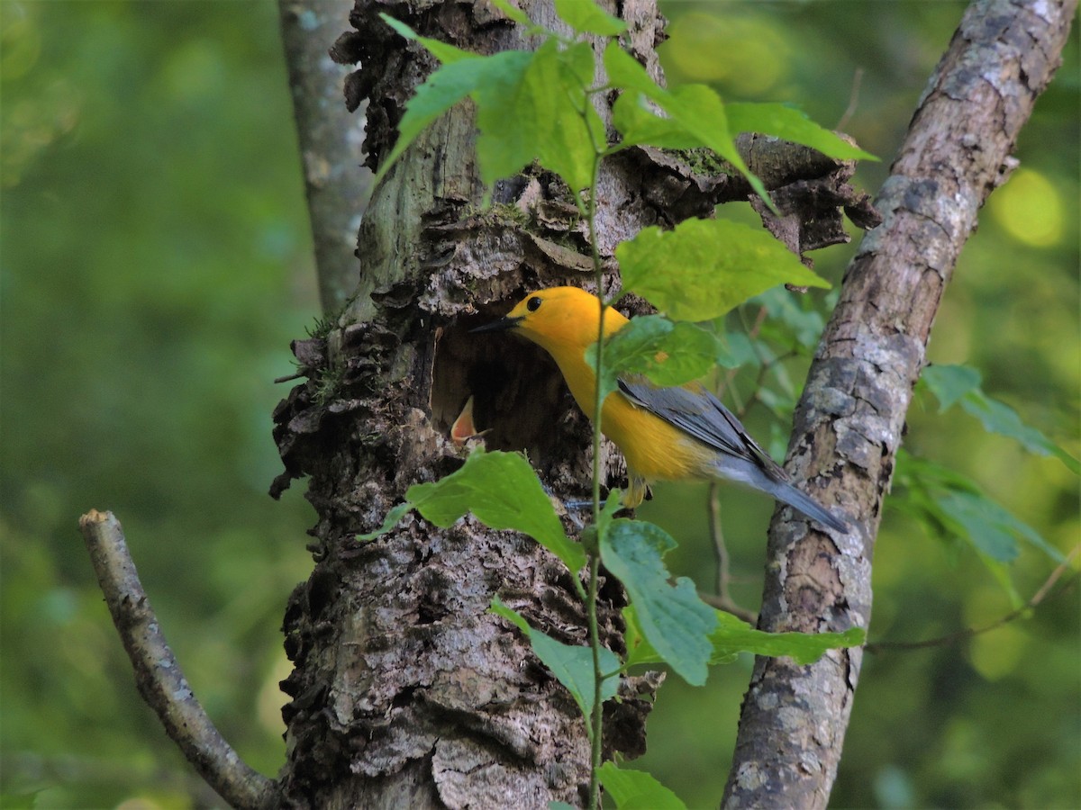 Prothonotary Warbler - ML103059621