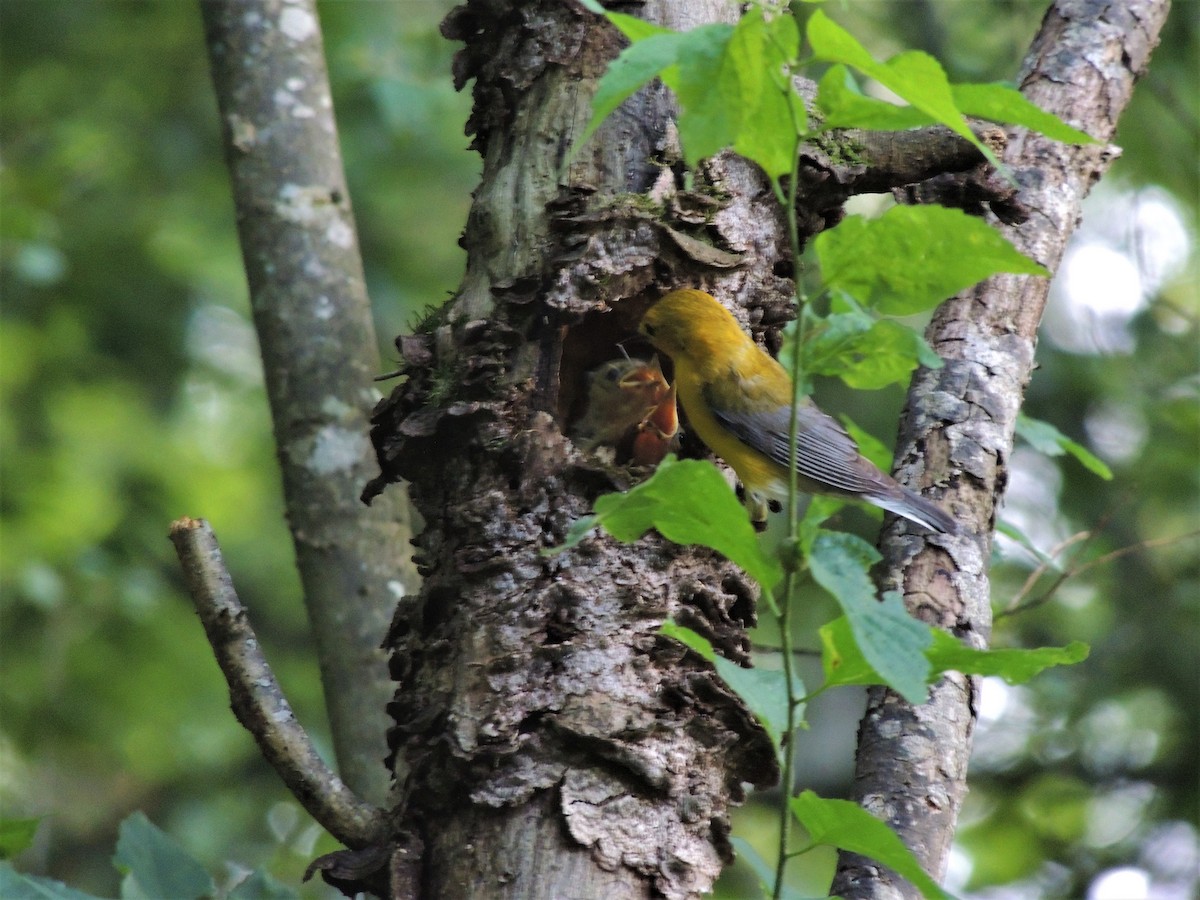 Prothonotary Warbler - ML103059631
