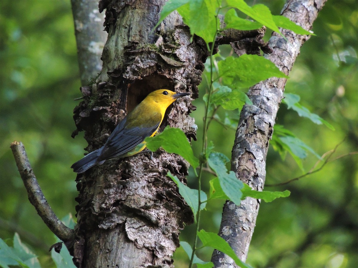 Prothonotary Warbler - ML103059661