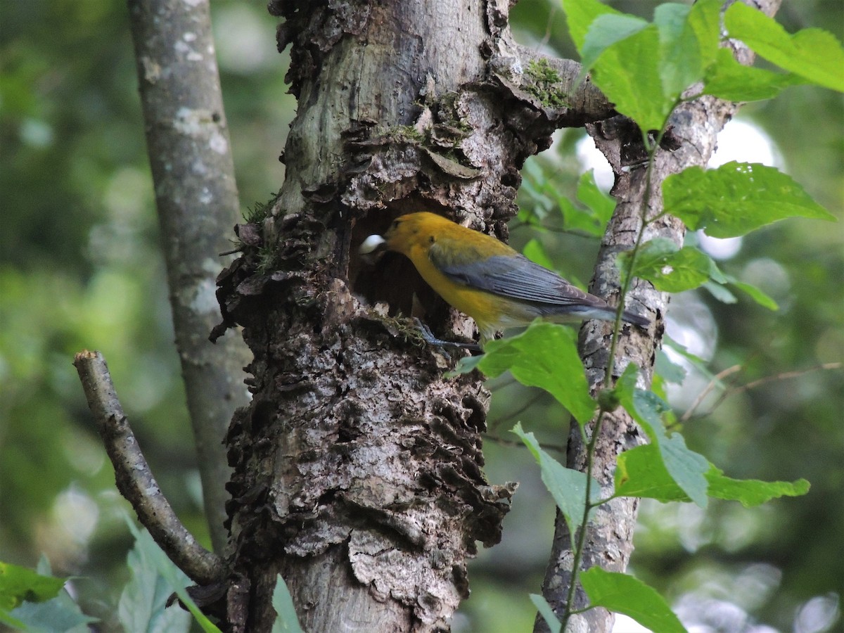Prothonotary Warbler - ML103059671