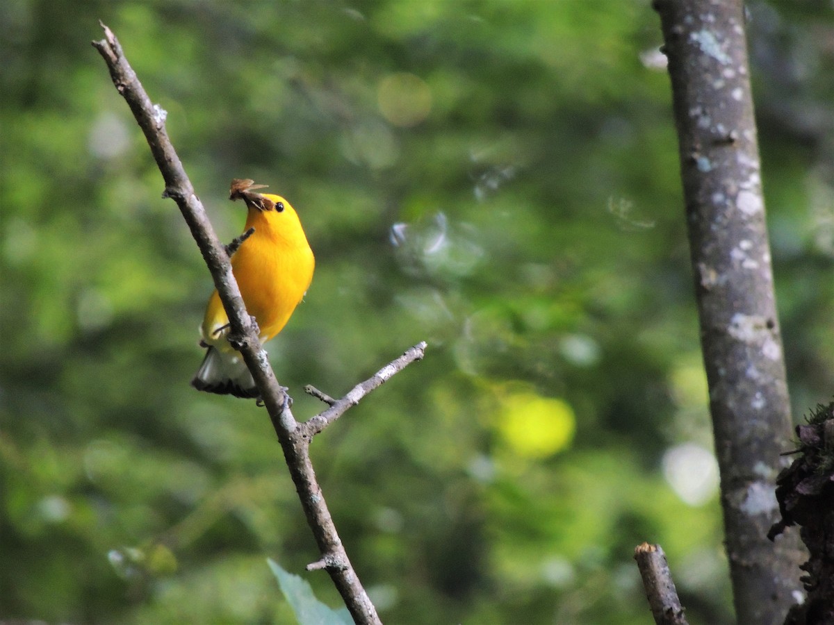 Prothonotary Warbler - ML103059681
