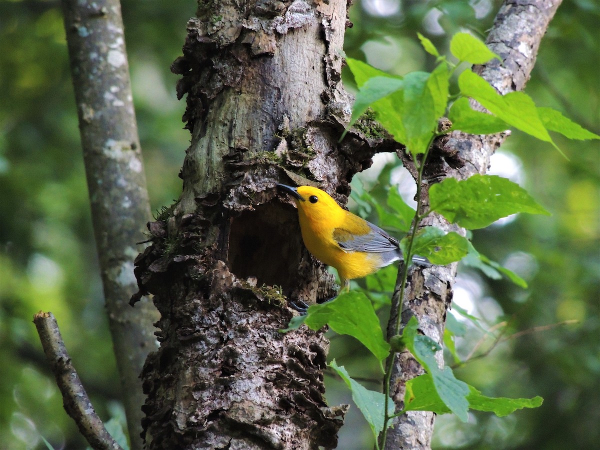 Prothonotary Warbler - ML103059691