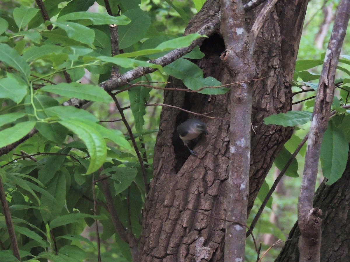 Tufted Titmouse - ML103059921