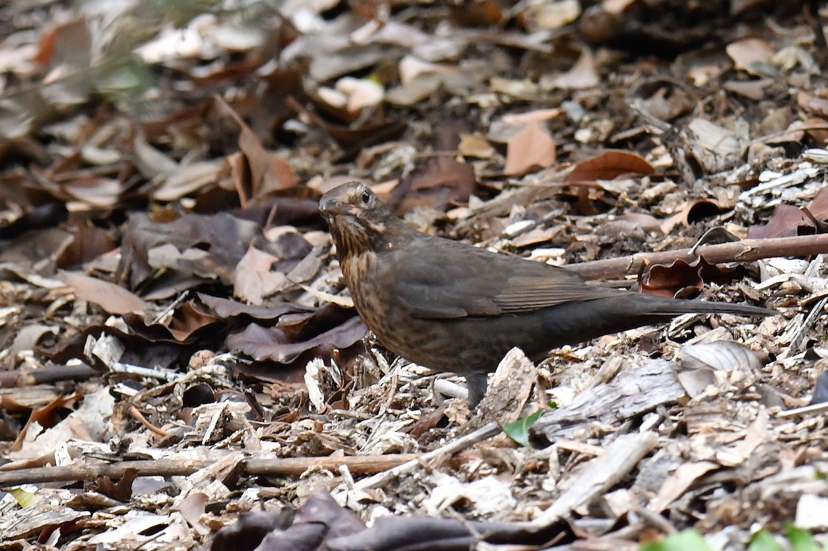 Eurasian Blackbird - ML103060281