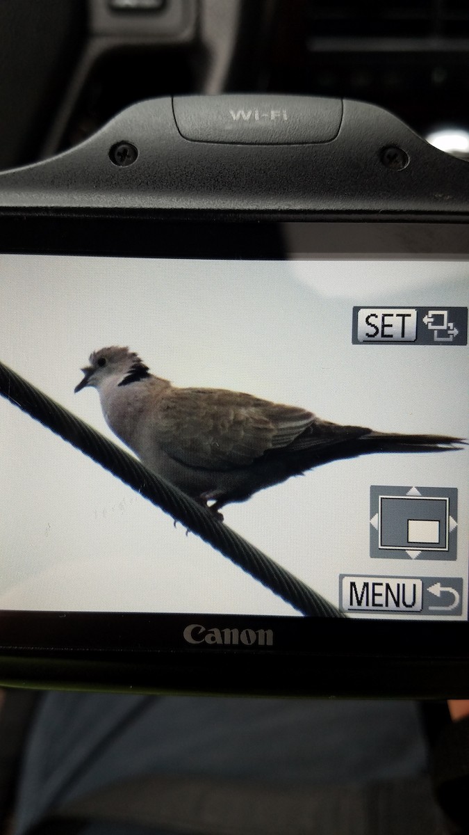 Eurasian Collared-Dove - ML103060771