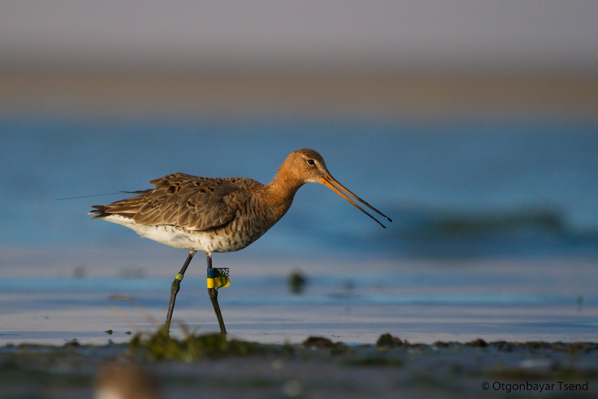 Black-tailed Godwit - ML103060781