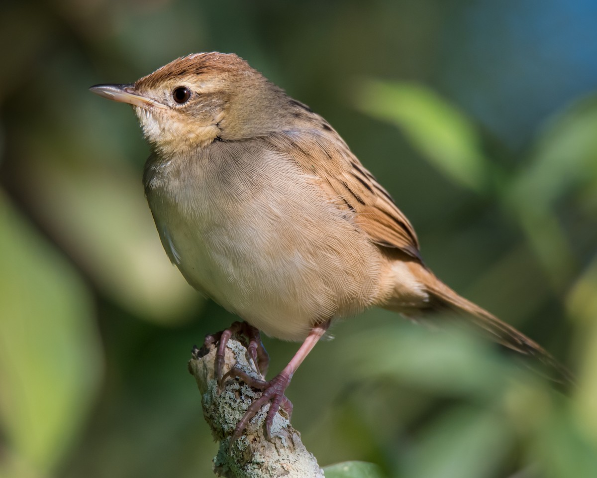 Tawny Grassbird - ML103061961