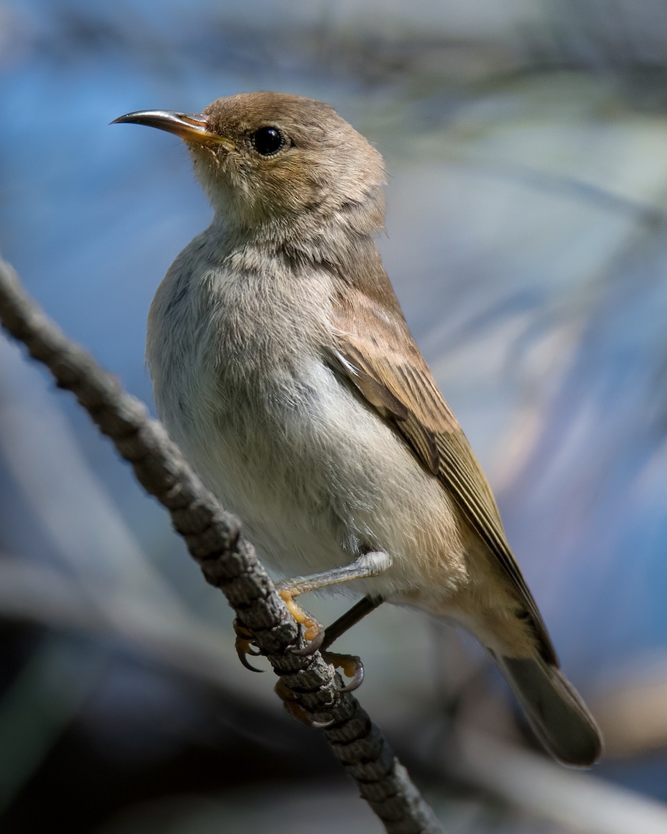 Scarlet Myzomela - Hayley Alexander