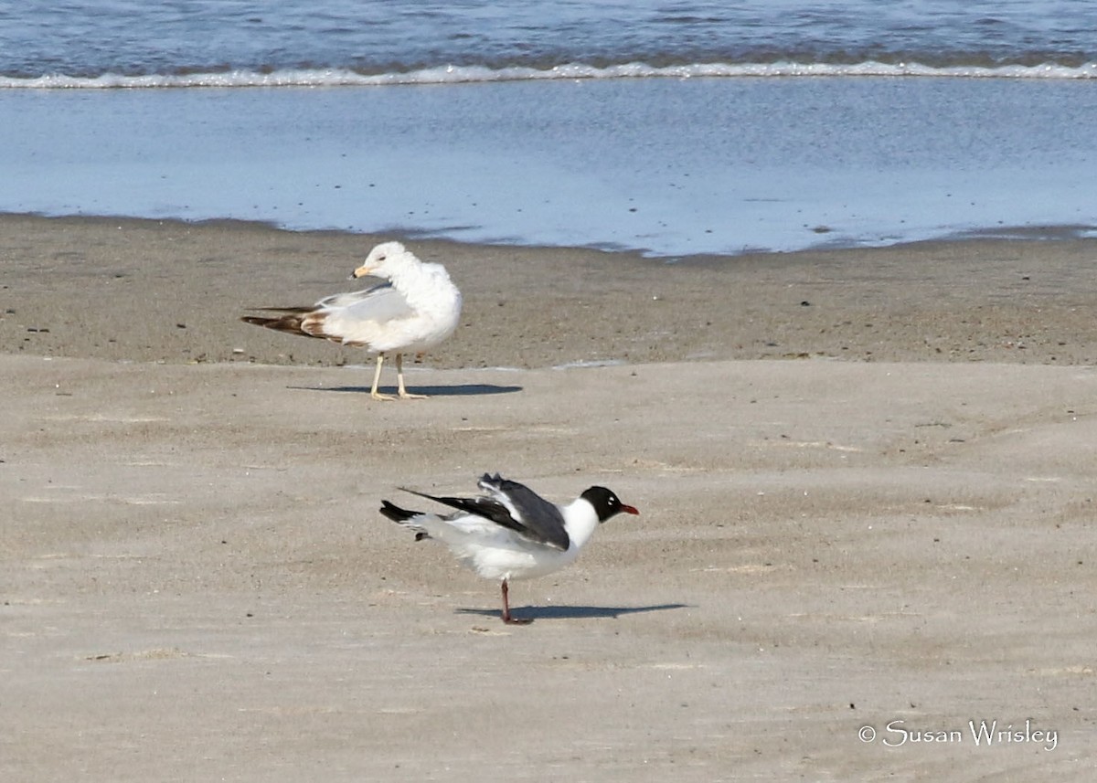 Laughing Gull - Susan Wrisley