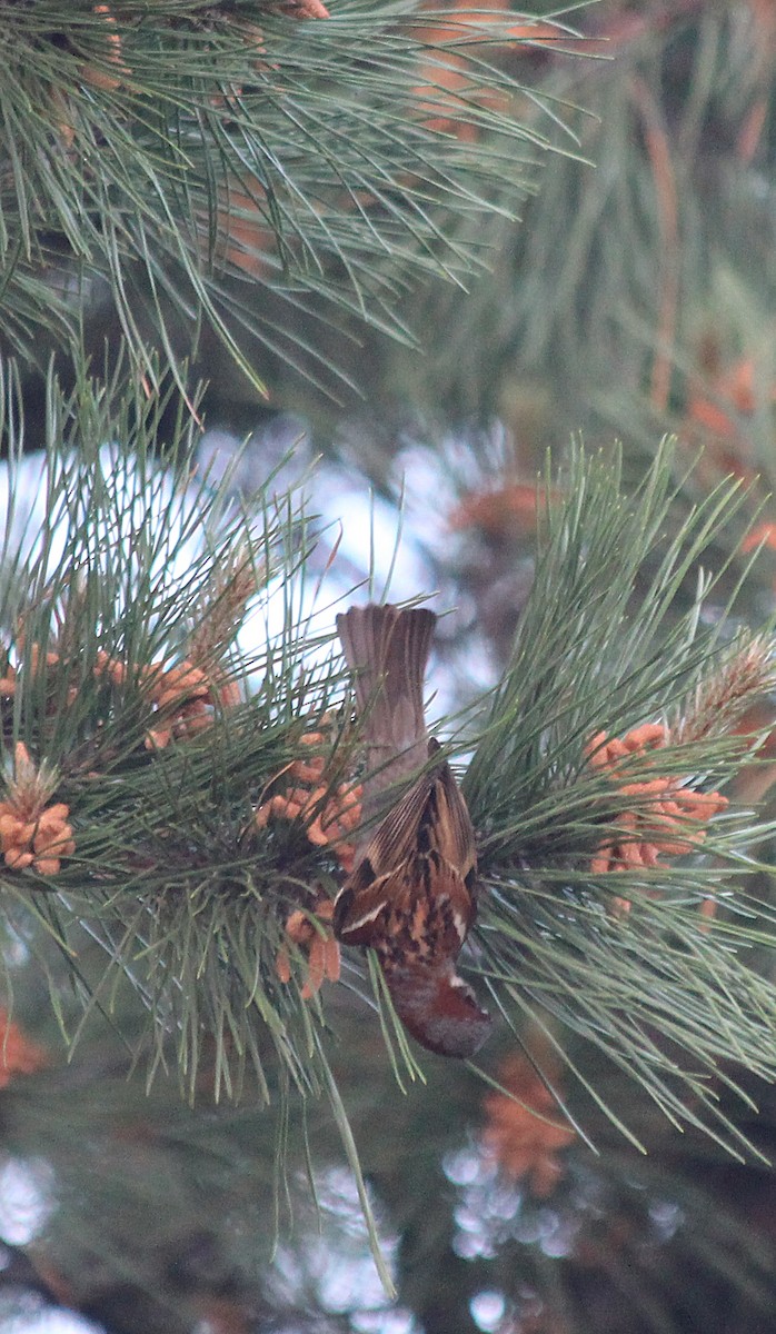 House Sparrow - ML103064031