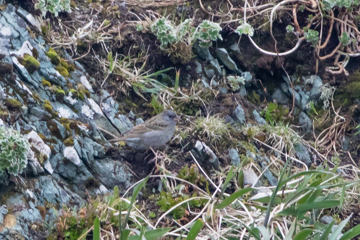 Gray Bunting - Neil Hayward