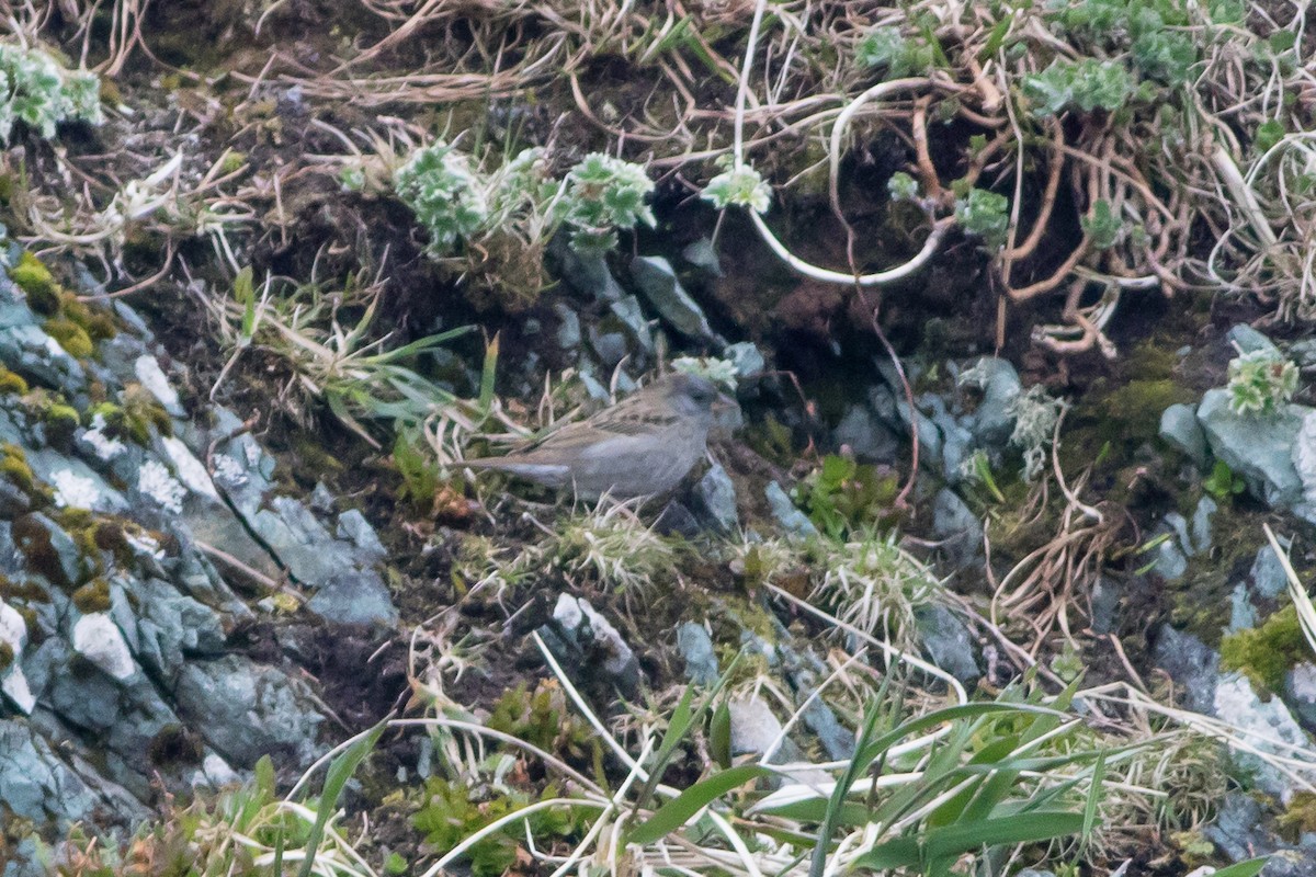 Gray Bunting - Neil Hayward