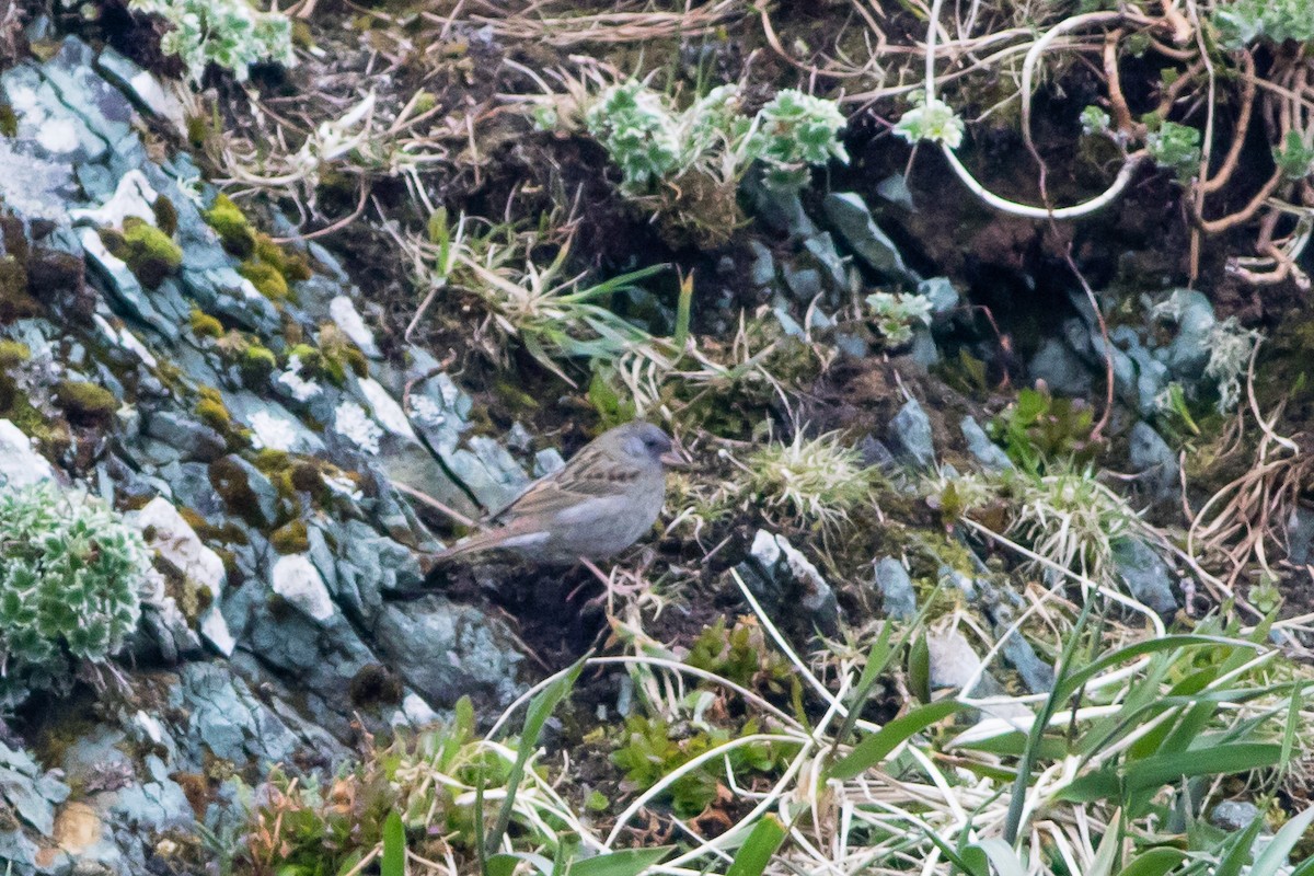 Gray Bunting - Neil Hayward