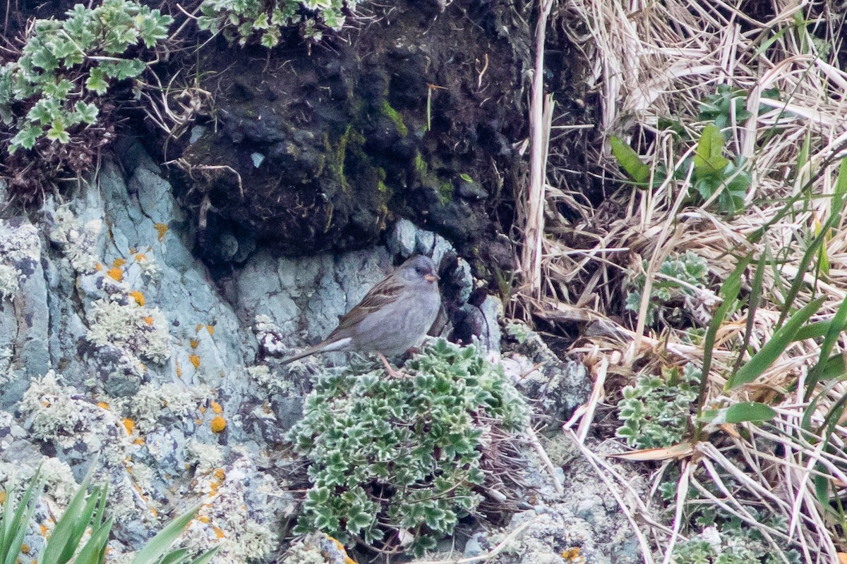 Gray Bunting - ML103064531