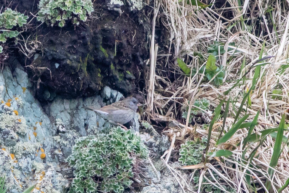 Gray Bunting - Neil Hayward