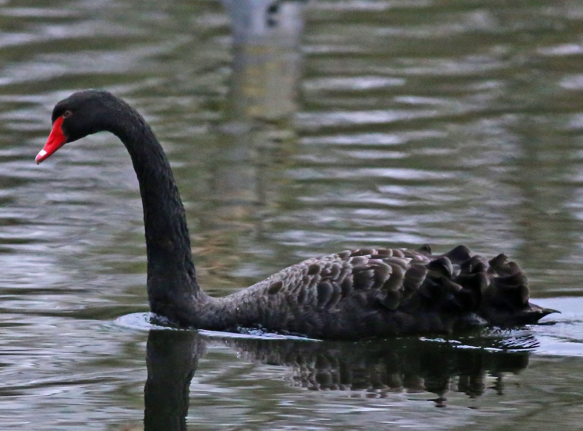 Black Swan - ML103064901