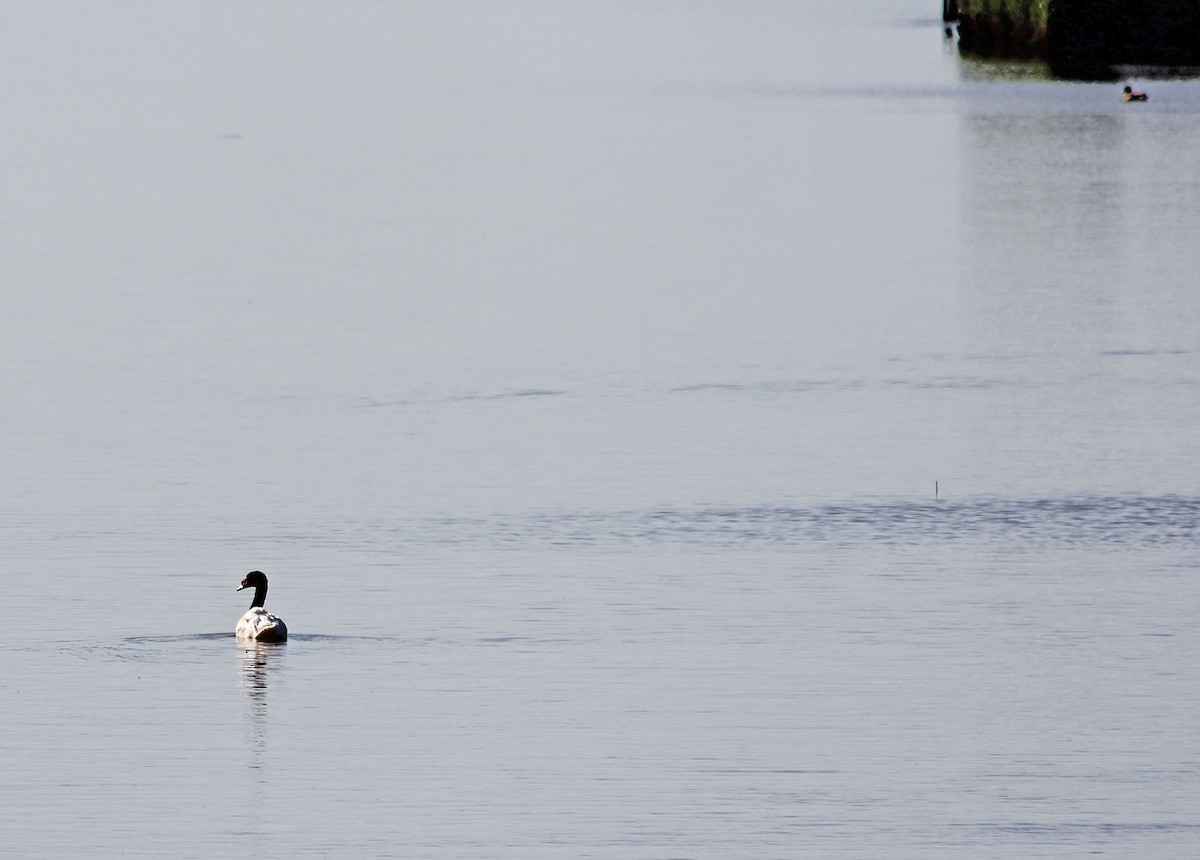 Black-necked Swan - ML103065391