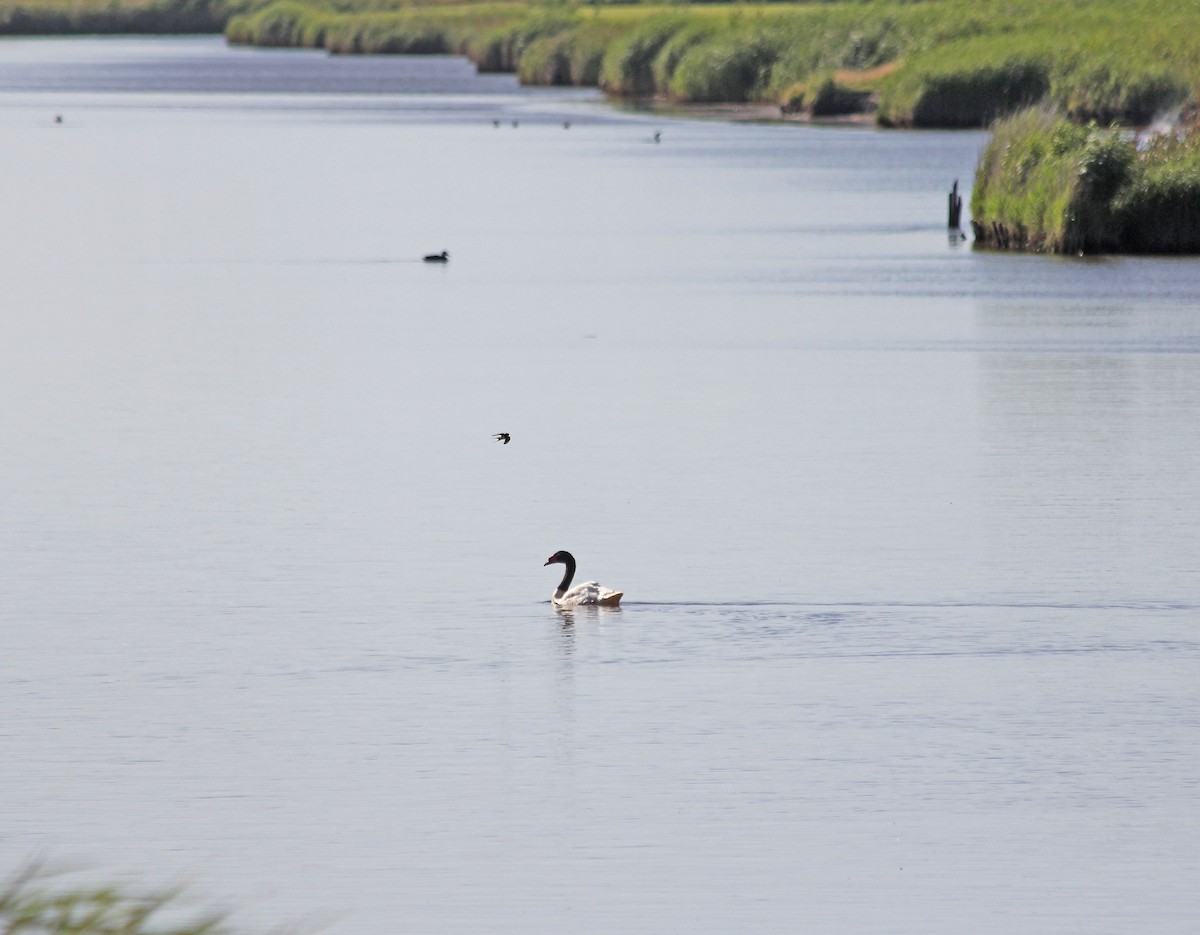 Black-necked Swan - ML103065551