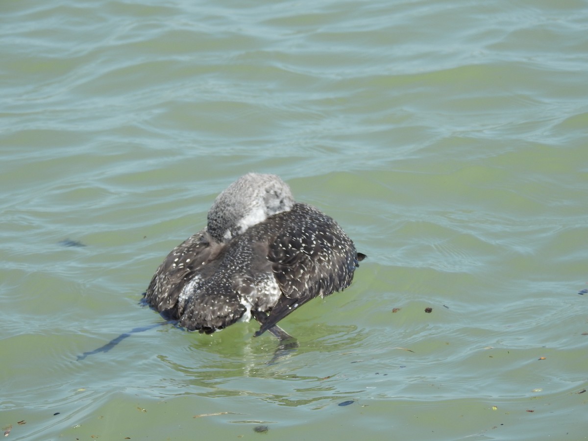 Red-throated Loon - ML103066131
