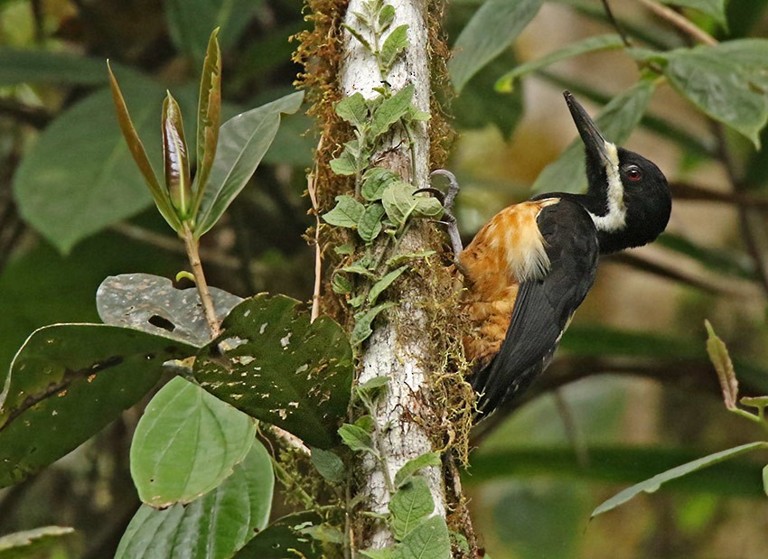 Powerful Woodpecker - ML103067071