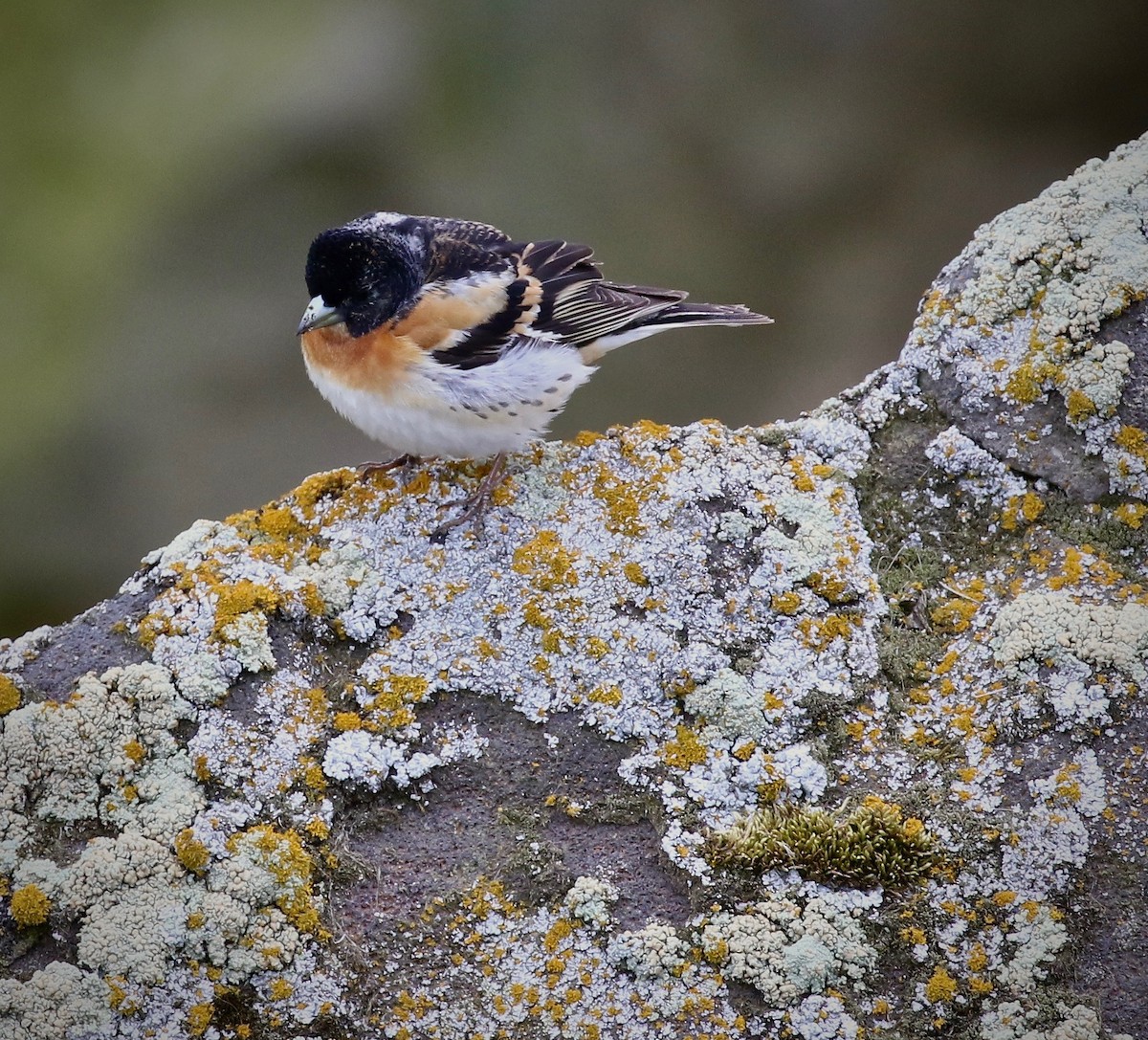 Brambling - Craig Robson