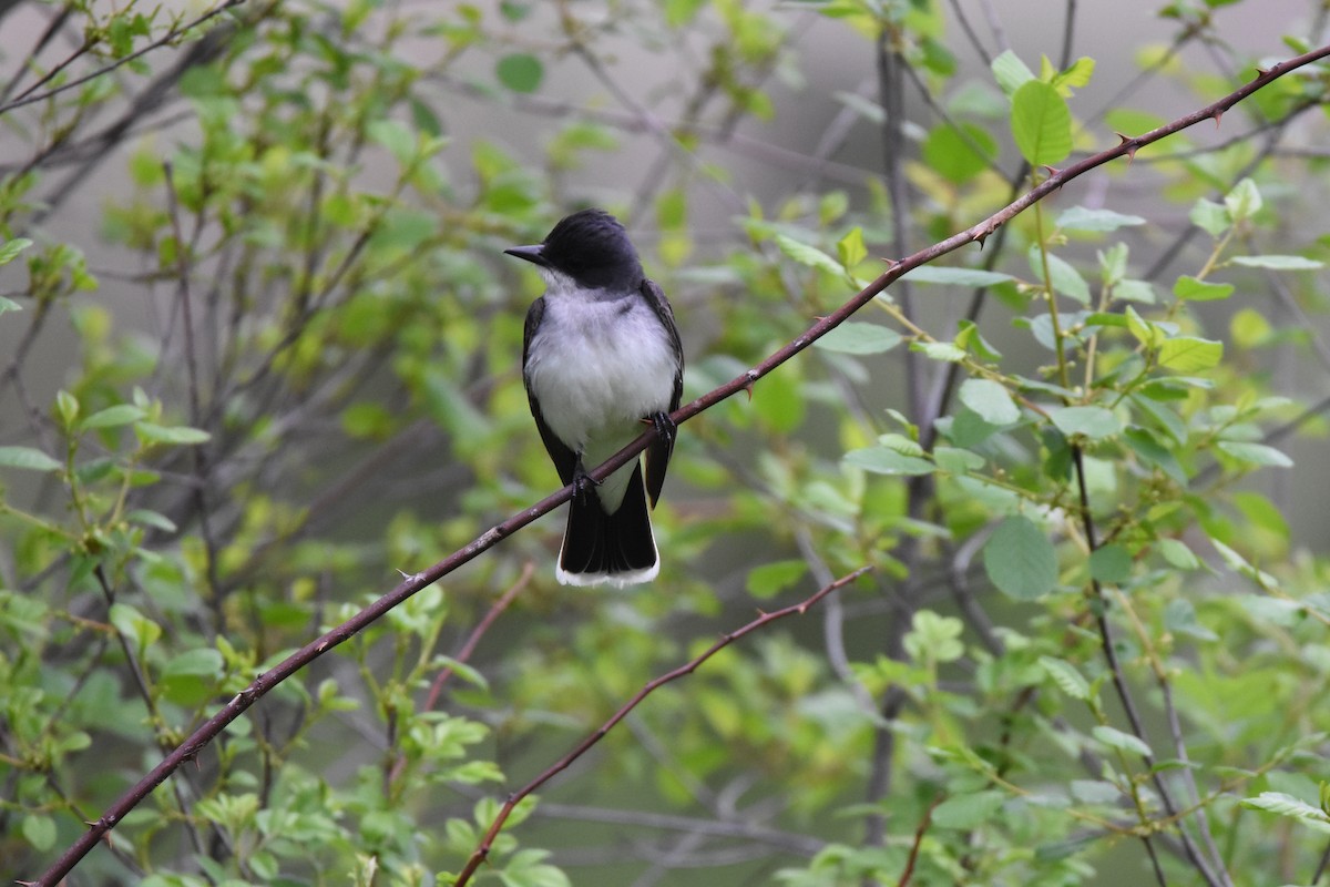 Eastern Kingbird - ML103067931