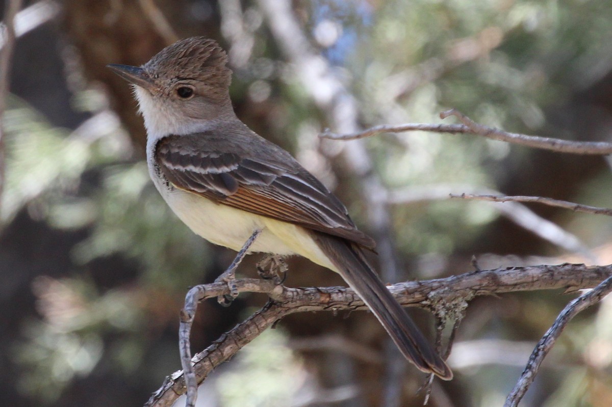 Ash-throated Flycatcher - ML103068131