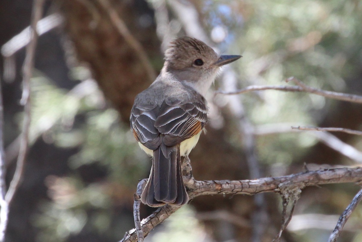 Ash-throated Flycatcher - ML103068141