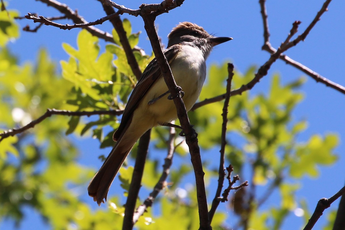 Brown-crested Flycatcher - ML103068281