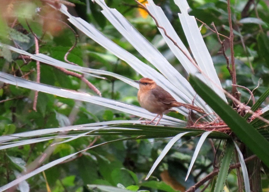 Buff-banded Bushbird - ML103068291