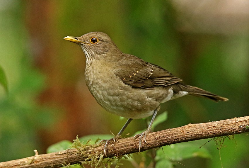 Ecuadorian Thrush - Roger Ahlman