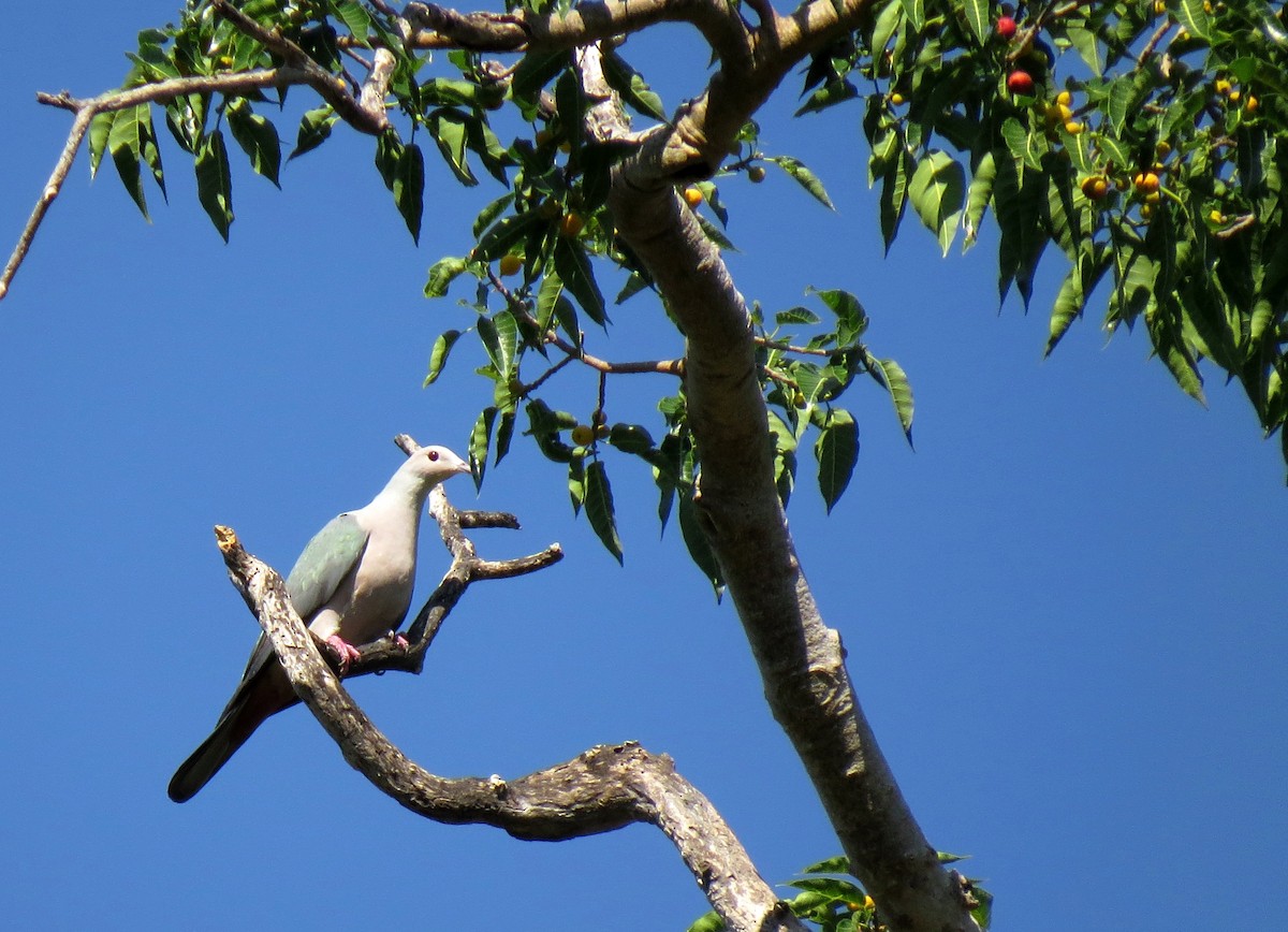 Pink-headed Imperial-Pigeon - ML103069001