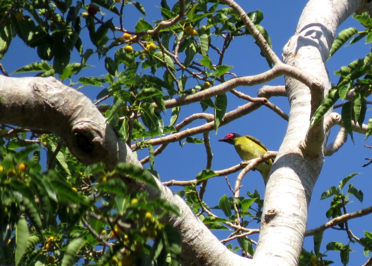 Green Figbird - ML103069401