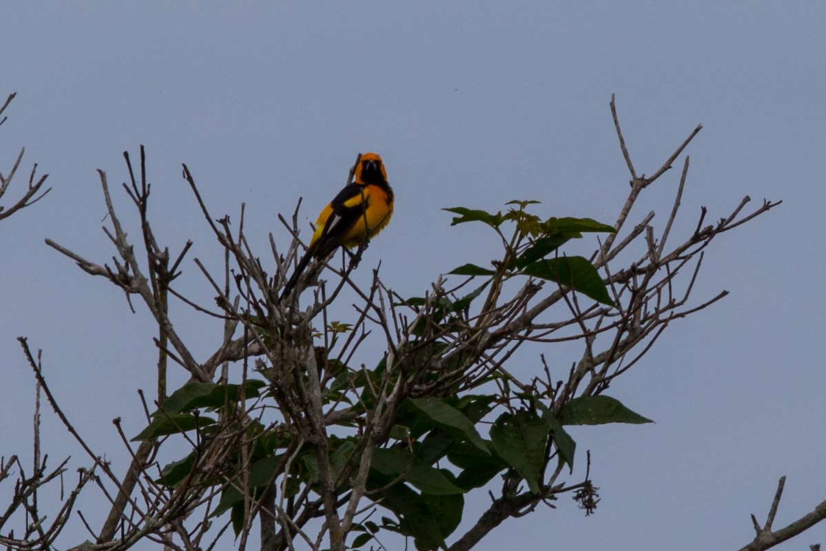 White-edged Oriole - ML103069911