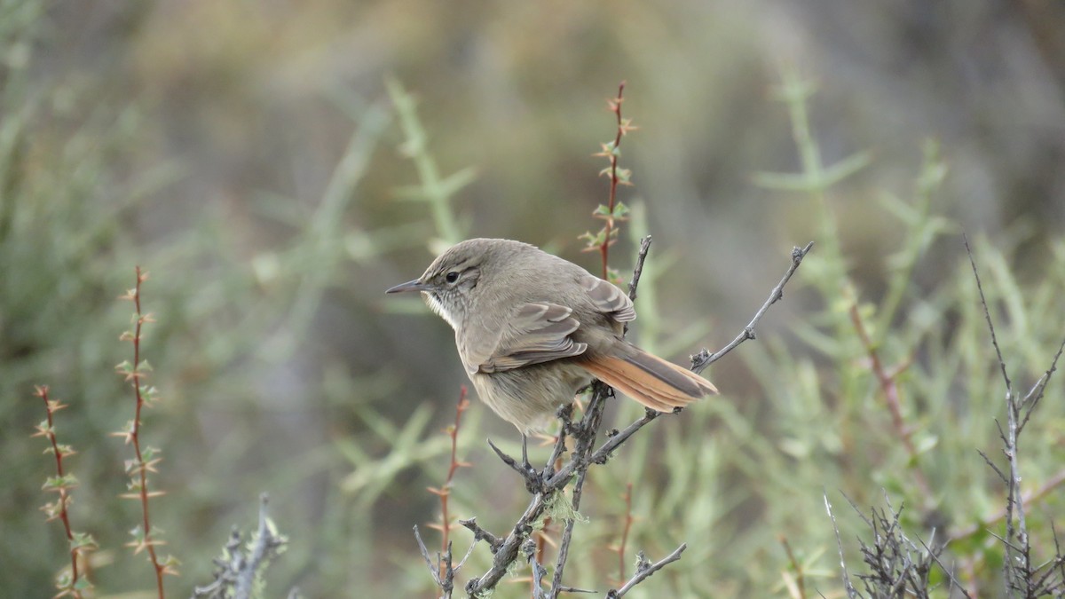 Cordilleran Canastero - ML103070321