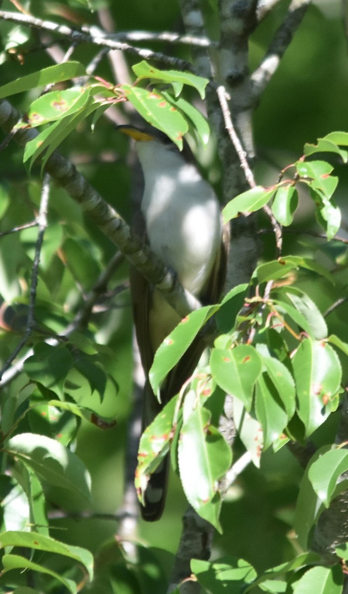 Yellow-billed Cuckoo - ML103073401