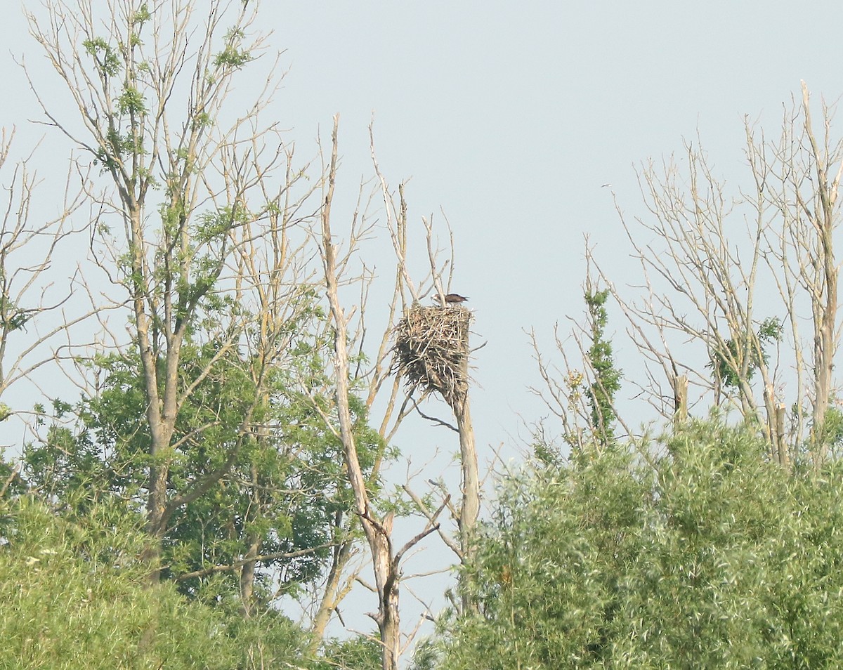 Osprey - Letty Roedolf Groenenboom