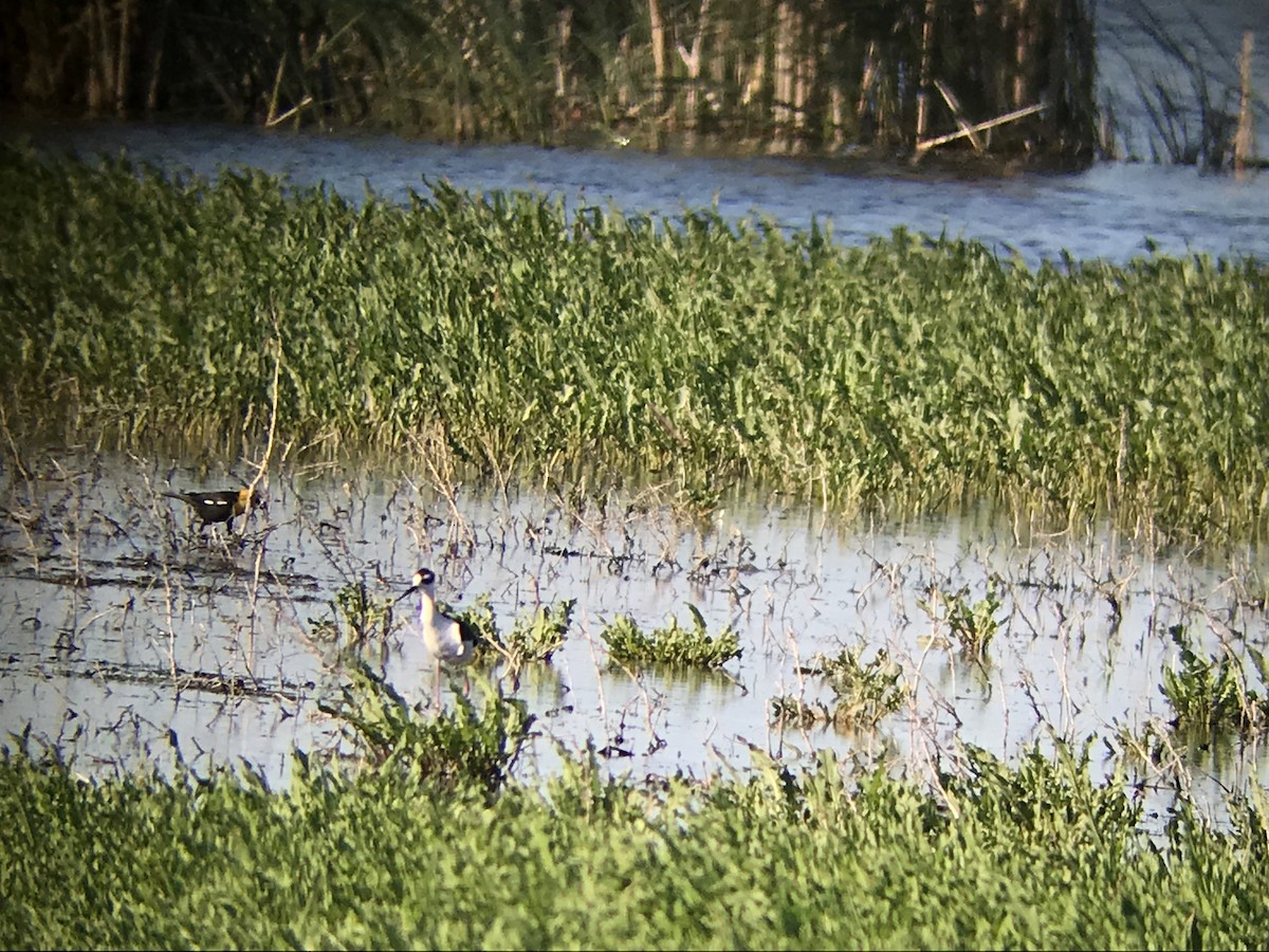 Black-necked Stilt - Noah Kück